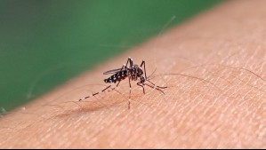 Extienden alerta sanitaria preventiva por dengue en Chile: ¿Cuáles son los síntomas de la enfermedad?