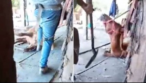 Brutal caso de maltrato animal en Chillán: Formalizan a herrero que protagonizó cruel golpiza a un potrillo
