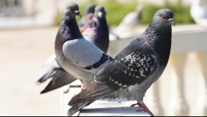 Enfermedad de Newcastle causa muerte de aves en la región Metropolitana: ¿Puede contagiar a los humanos?