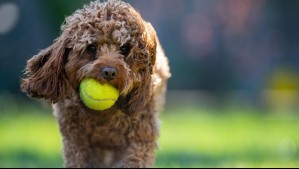 ¿Juegas a tirarle la pelota a tu perro? Esta es la razón por la que no sería tan bueno