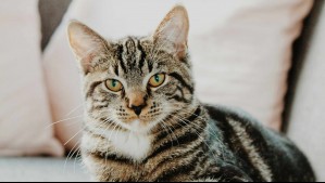 ¿Tener gatos como mascotas podría aumentar el riesgo de padecer esquizofrenia? Esto dice un polémico estudio