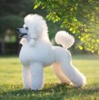 Entérate sobre el tiempo que viven los poodles, su peso, su origen y otras características que quizás no sabías. Esta es una de las razas preferidas de las familias.