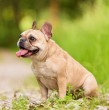 Conoce todo sobre el bulldog francés: cuánto viven, su peso y el origen de su raza. Este can es común entre las familias chilenas, debido a que es considerado un perro de casa.