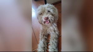 Llevaba cinco años perdido: Mujer encuentra en Puente Alto a su perrito que se extravió en La Florida