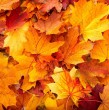 Entérate por qué las hojas cambian de color en otoño. Es habitual que llegada esta estación del año, las hojas pasen del verde al amarillo, rojo o café, adornando los paisajes.