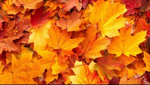 ¿Por qué las hojas cambian de color en otoño?