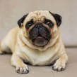 Conoce cuánto viven los pug, qué peso suelen alcanzar y cuál es el origen de esta popular raza de perro, que se caracteriza por su tamaño pequeño y su naturaleza tranquila.