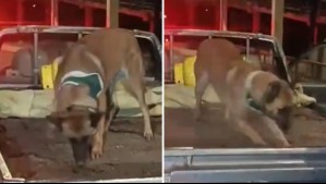 Sintió algo extraño y se subió a verificar: Perro policial Frosty encuentra droga escondida bajo tierra en una camioneta