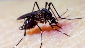 Aumentan los casos de dengue en Rapa Nui y el alcalde pide la erradicación del mosquito transmisor