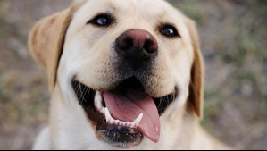 Labrador retriever: ¿Cuánto tiempo pueden vivir, cuánto pesan y cuál es su origen?