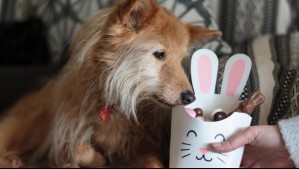 ¿Qué pasa si mi perro come chocolate? Esta es la razón por la que no debes darle huevitos de Pascua