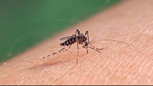 Caso de dengue en Chile: ¿Cuáles son los síntomas de la enfermedad?