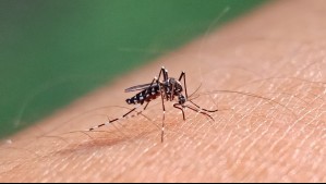 'Se trata de un caso importado': Autoridades confirman nuevo caso de dengue en el país