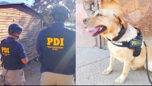 'Gallineros de la droga': El golpe al narcotráfico que se logró gracias a un perro en Vicuña