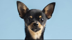 Chihuahua: Cuánto viven, cuál es su peso, personalidad y origen de la raza