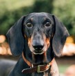 Los dachshund, conocidos popularmente como perros salchichas, son una raza bastante querida. Conoce cuánto viven, el origen de la raza y por qué se dice que están en peligro en Alemania.