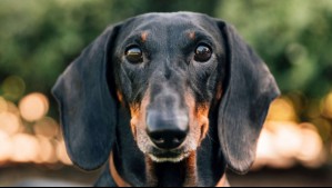 Dachshund: Cuánto viven, personalidad, origen y por qué se dice que los 'perros salchicha' estarían en peligro