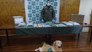 Incautan 5 kilos cannabis en Punta Arenas con apoyo de perro antidrogas: Cargamento fue avaluado en $80 millones