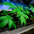 Alemania autoriza a partir de este lunes el consumo recreativo de cannabis, pese a la tenaz oposición de los conservadores y de asociaciones médicas que temen consecuencias negativas para la juventud.