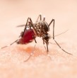 Conoce cuáles son los síntomas del dengue, enfermedad viral transmitida por un mosquito que ya presenta casos en Chile. Revisa en qué consiste la infección y cómo prevenirla.