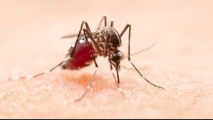 Confirman casos de dengue en Chile: ¿Cuáles son los síntomas de la enfermedad?