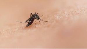Casos de dengue en Chile: ¿Cuáles son los síntomas de la enfermedad?