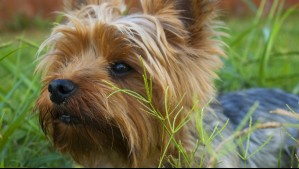 Yorkshire terrier: Cuánto viven, cuál es su peso, su personalidad y su origen