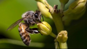 ¿Por qué las abejas son tan importantes y qué puede suceder si se extinguen?