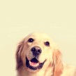 Los golden retriever son una de las razas de perro más populares en Chile. Conoce cuál es su esperanza de vida, cuánto pesan en general, cómo es su personalidad y origen.