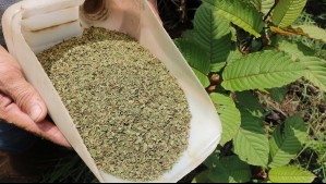¿Qué es el Kratom? Así es la nueva droga alucinógena, adictiva y letal que llegó a Chile