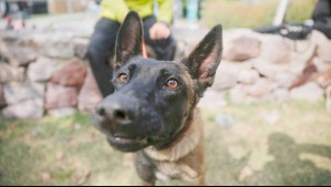 Maltrato animal: Condenan a 2 años de cárcel a sujeto que mató a un perro con un arma blanca