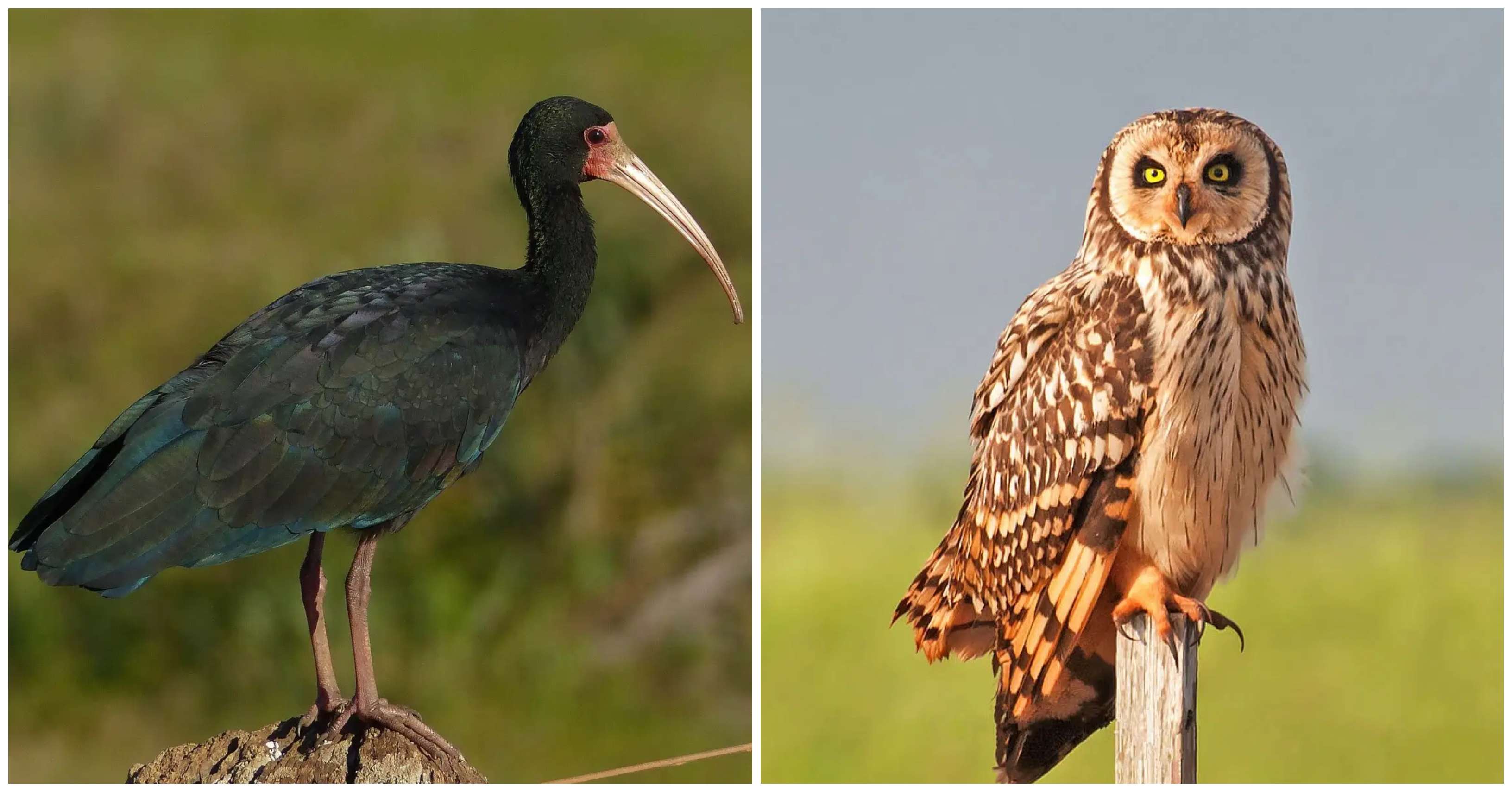 De izquierda a derecha, el cuervo del pantano y el nuco (créditos: Animalia)
