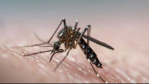 Detectan presencia del mosquito del dengue en el terminal de Los Andes