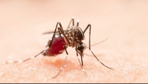 Ministerio de Salud de Argentina informa 197 fallecidos y casi 270 mil casos acumulados de dengue