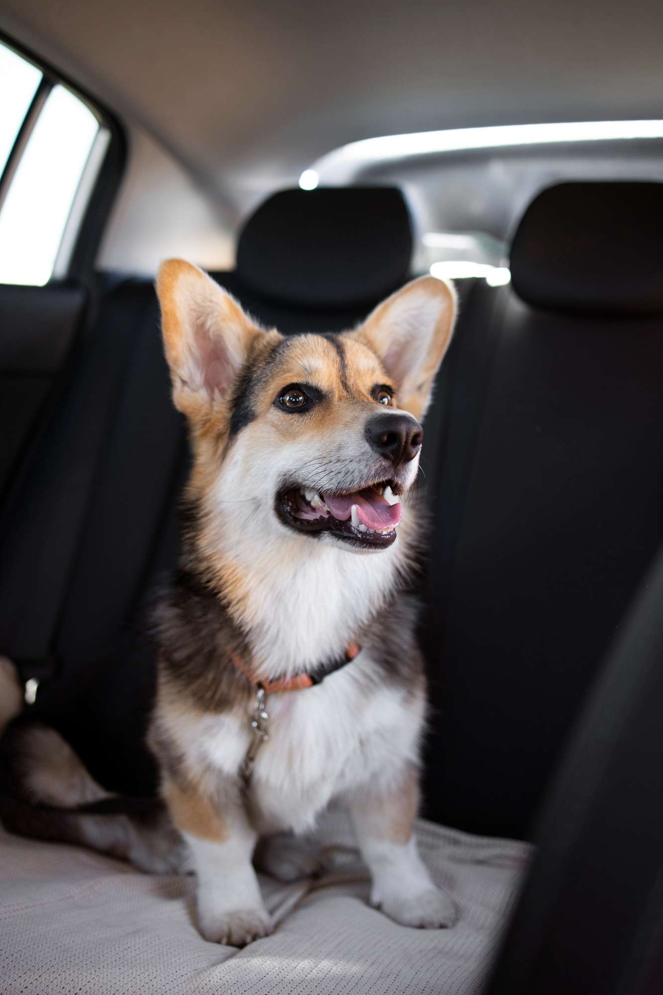 Las normas para llevar mascotas en auto / Freepik