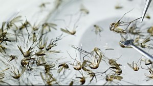 Declaran Alerta Amarilla en Los Andes por múltiples focos de zancudo que transmite el dengue