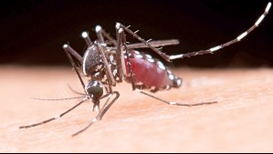casos dengue en chile
