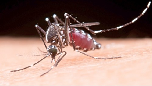 casos dengue en chile