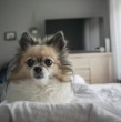 Revisa en esta nota cuáles son las cuatro razas de perro especiales para departamentos. Estas mascotas se adaptarán fácilmente a tu hogar, pero también tienen sus propias necesidades.