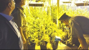 Incautan casi 5 mil plantas: Detienen a dos ciudadanos chinos que tenían cultivo de marihuana de alta tecnología