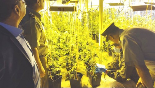 Incautan casi 5 mil plantas: Detienen a dos ciudadanos chinos que tenían cultivo de marihuana de alta tecnología
