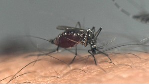 Dengue: ¿Cómo evitar la reproducción del mosquito Aedes aegypti en nuestras casas?