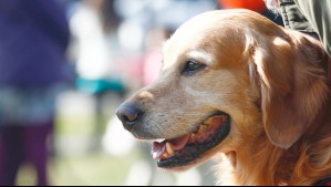 Cámara de Diputados y Diputadas rechaza proyecto que autorizaba cazar a perros asilvestrados