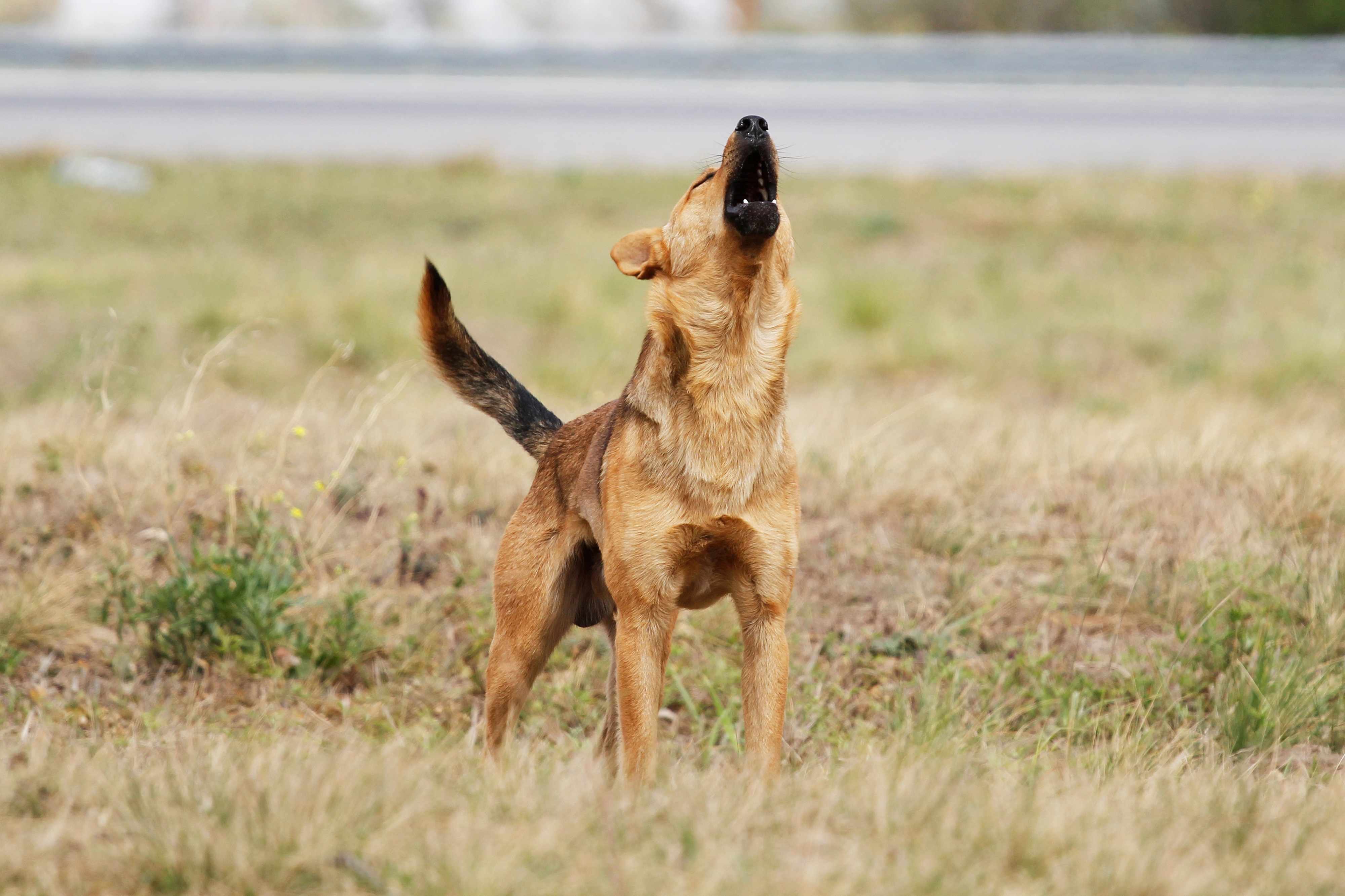 que significa como un perro