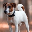 Si estás en busca de una mascota que pueda acompañar y jugar con tus hijos, el fox terrier de pelo liso es el tipo de perro ideal. Conoce cuánto viven, cuál es su peso, cómo es su personalidad y el origen de su raza.