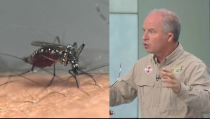 ¿Cómo identificar el mosquito del dengue?: Alfredo Ugarte explica sus diferencias con el 'zancudo común'