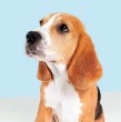 Los beagles son una de las razas de perro más conocidas en el país y también en el mundo. Conoce cuántos años viven, su peso, su personalidad y también su verdadero origen.