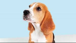 Beagle: Conoce cuánto viven, cuál es su peso, personalidad y origen
