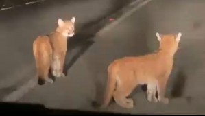 Graban a dos pumas cachorros en carretera de Río Bueno: Sería el tercer avistamiento en 10 días