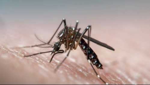 Ministerio de Salud y OPS coordinan acciones preventivas contra el dengue